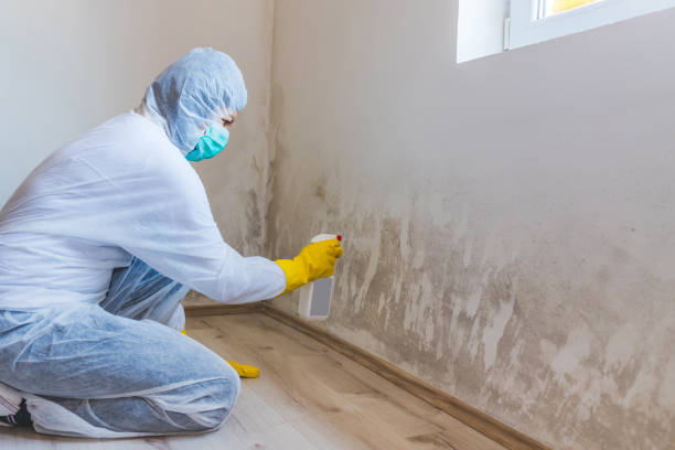 Mold Remediation specialist working in Gladstone